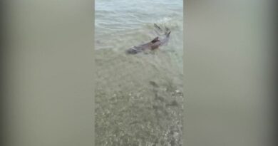 sand-tiger-shark-captured-on-video-at-silver-sands-state-park-in-milford-–-news-12-connecticut