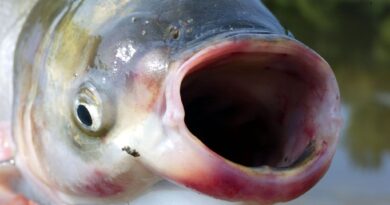 tpwd-reports-invasive-silver-carp-fish-found-in-texas-waters-–-mysanantonio.com